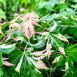 Acer palmatum 'Asahi-zuru': Bild 1/4