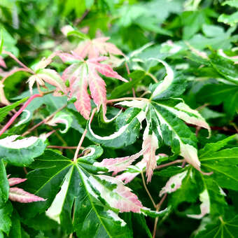 Acer palmatum 'Asahi-zuru'