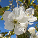 Prunus avium 'Kassins Frühe Herzkirsche' - Kirsche