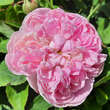 Rose 'Jacques Cartier': Bild 7/8