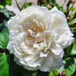 Rose 'William and Catherine': Bild 1/4