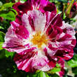 Rose 'Purple Splash': Bild 1/12