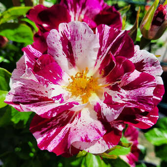 Rose 'Purple Splash'