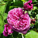 Rose 'Yolande d'Aragon' (hy.perpe.) - Historische Strauchrose