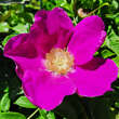 Rosa rugosa: Bild 6/8