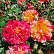Rose 'Bigoudi': Bild 8/8