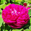 Rose 'Rose de Rescht': Bild 9/11