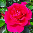 Rose 'Perfect Match': Bild 7/8