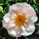 Rose 'Penelope' (Hybride) - Historische Strauchrose