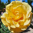 Rose 'Dukat': Bild 4/4