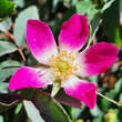 Rosa glauca: Bild 2/7