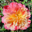 Rose 'Bigoudi': Bild 7/8