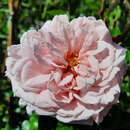 Rose 'Awakening' - Historische Kletterrose