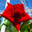 Rose 'Santana': Bild 4/8