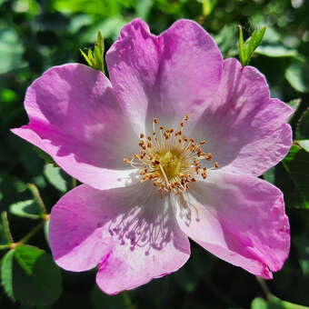 Rosa canina