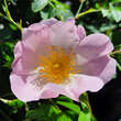 Rosa jundzillii: Bild 1/7