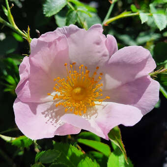 Rosa jundzillii