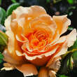 Rose 'Amber Queen': Bild 6/6