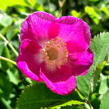 Rosa pendulina - Alpenrose