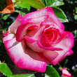 Rose 'Harlekin': Bild 1/9