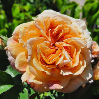 Rose 'Alchymist'