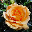 Rose 'Amber Queen': Bild 1/6