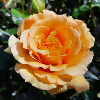 Rose 'Amber Queen'