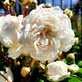 Rose 'Madeleine Seltzer' - Ramblerrose