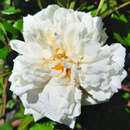Rose 'Alberic Barbier' - Ramblerrose