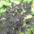 Actaea simplex 'Pink Spike': Bild 5/5