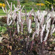 Actaea simplex 'Pink Spike': Bild 1/5