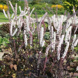 Actaea simplex 'Pink Spike' - Silberkerze