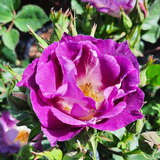 Rose 'Blue for You' - Beetrose