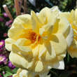 Rose 'Elegance': Bild 5/8