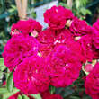Rose 'Chevy Chase': Bild 4/7