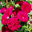 Rose 'Chevy Chase': Bild 6/7