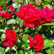 Rose 'Double Knock Out': Bild 7/7