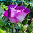 Rose 'Blue for You': Bild 10/12