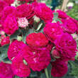 Rose 'Chevy Chase': Bild 5/7