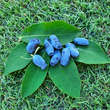 Lonicera caerulea kamtschatica 'Balalaika': Bild 1/3