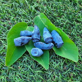 Lonicera caerulea kamtschatica 'Eisbär'