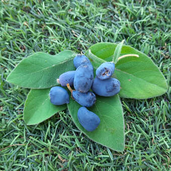 Lonicera caerulea kamtschatica 'Blue Velvet'
