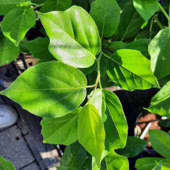 Cudrania tricuspidata 'Adam'