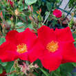 Rose 'Scharlachglut' (gallica): Bild 3/4