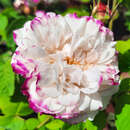 Rose 'Leda' - Historische Strauchrose