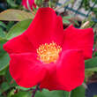 Rose 'Scharlachglut' (gallica): Bild 1/4