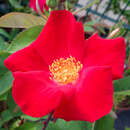 Rose 'Scharlachglut' (gallica) - Historische Kletterrose
