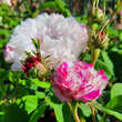 Rose 'Leda': Bild 2/4