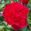 Rose 'Dolce' - Essbare Rose