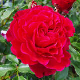 Rose 'Dolce' - Essbare Rose